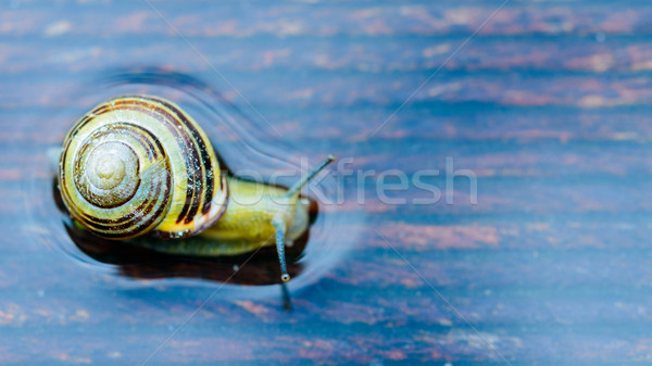 Snail on the wet terrace Stock photo © bubutu