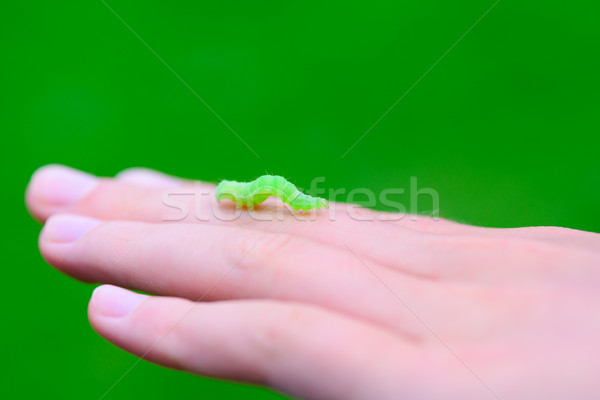 Stock photo: Green caterpillar on child hand