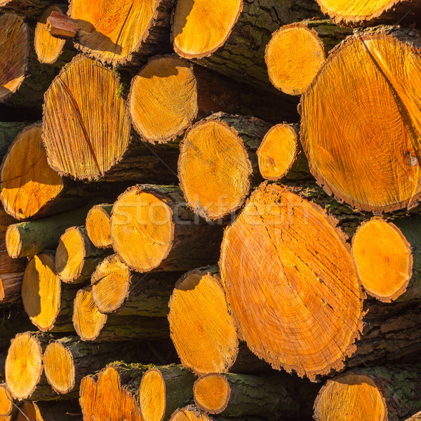 древесины фон высушите рубленый дрова Сток-фото © bubutu