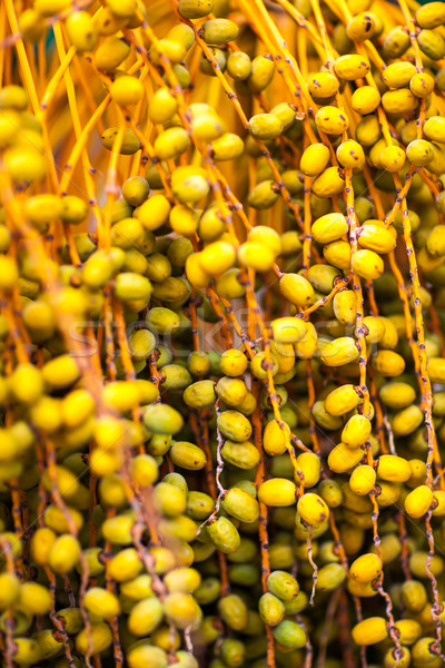 Twigs of ripe date with sweet fruits close up  Stock photo © bubutu