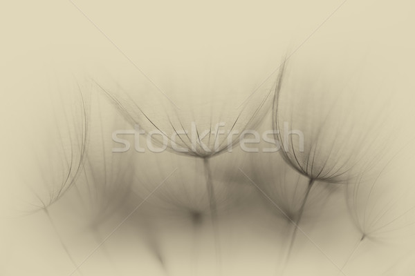 Klasszikus makró pitypang virág puha extrém Stock fotó © bubutu