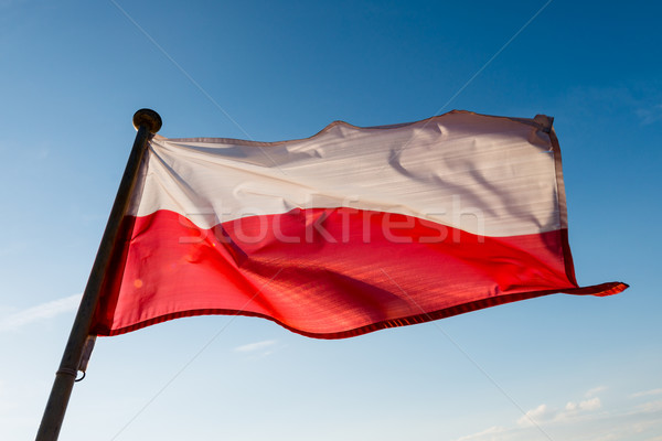 Polish flag  Stock photo © bubutu