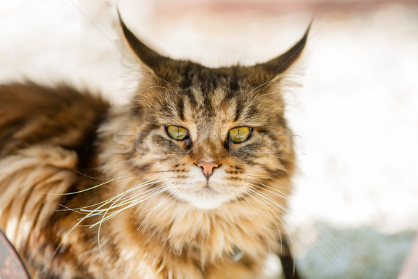 Maine Coon cat sitting in the garden Stock photo © bubutu