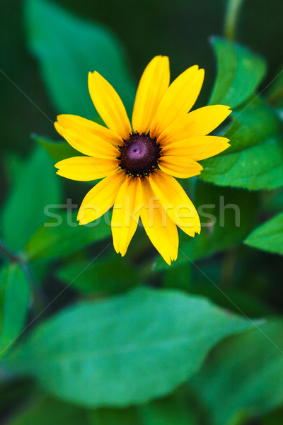 Bright yellow rudbeckia or Black Eyed Susan flowers  Stock photo © bubutu
