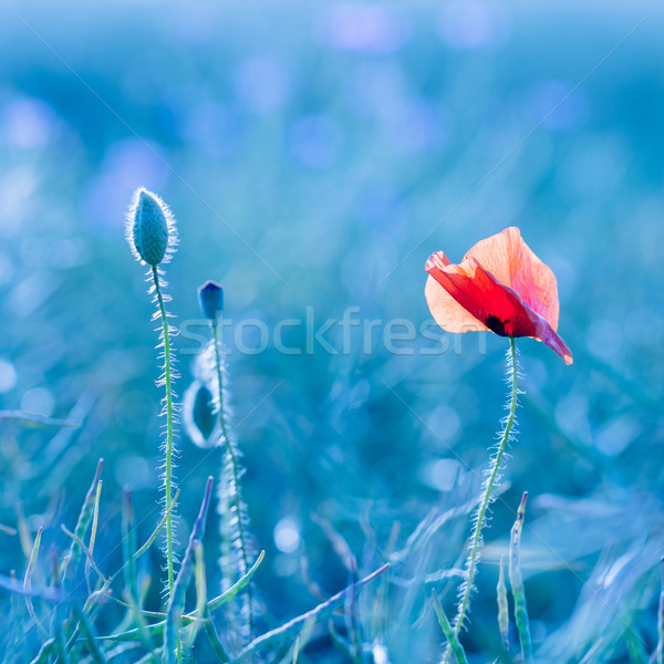 wild poppy flower Stock photo © bubutu