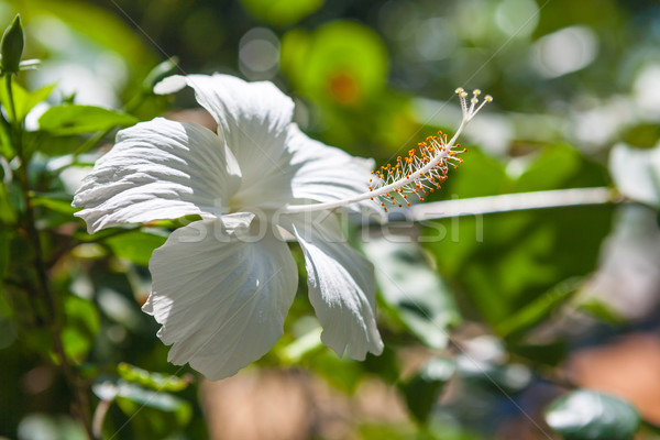 Stok fotoğraf: Ebegümeci · çiçek · sığ · beyaz · derin
