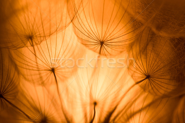 Vintage cobre abstrato dandelion flor extremo Foto stock © bubutu