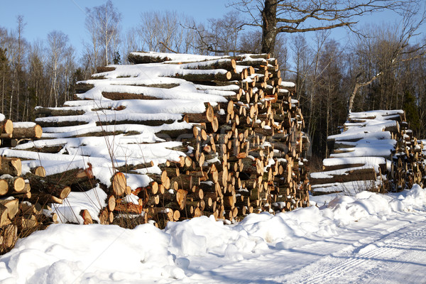 древесины лес зима время природы промышленности Сток-фото © Bumerizz