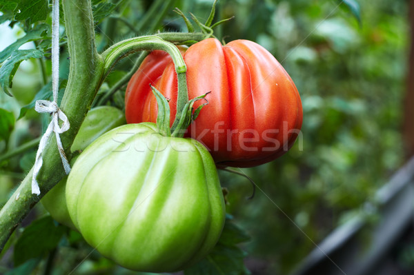 красный зеленый томатный завода продовольствие Сток-фото © Bumerizz