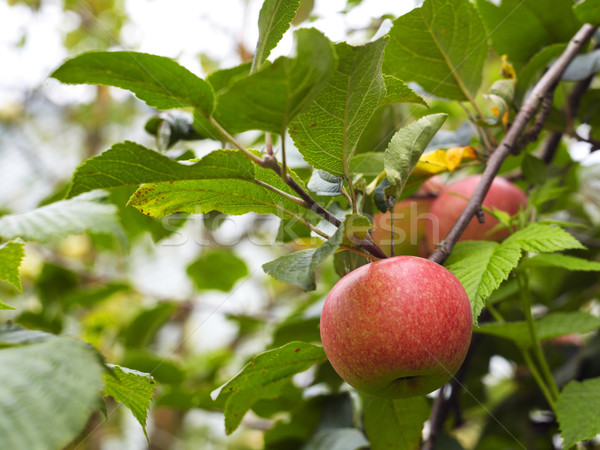 Almafa piros almák fa ősz étel Stock fotó © Bumerizz