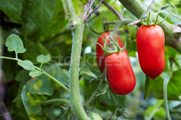 Foto stock: Tomates · rojo · tomate · planta · jardines · alimentos