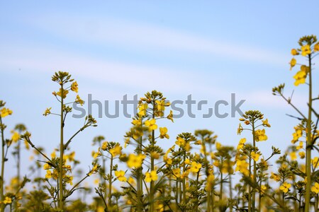 [[stock_photo]]: Viol · jaune · usine · fleur · domaine