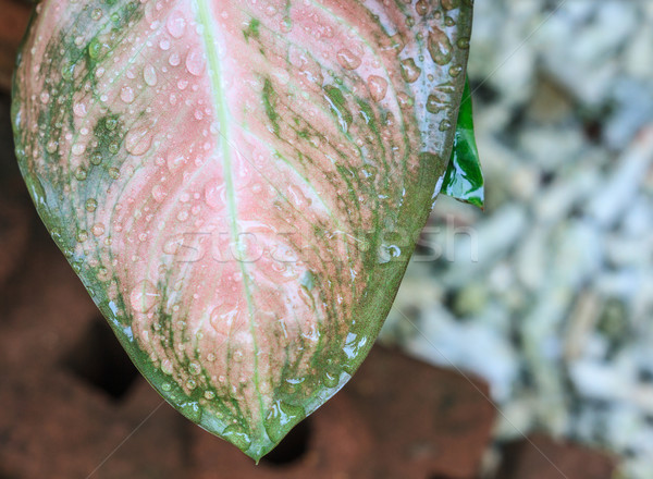 Roze blad waterdruppels water textuur zomer Stockfoto © Bunwit