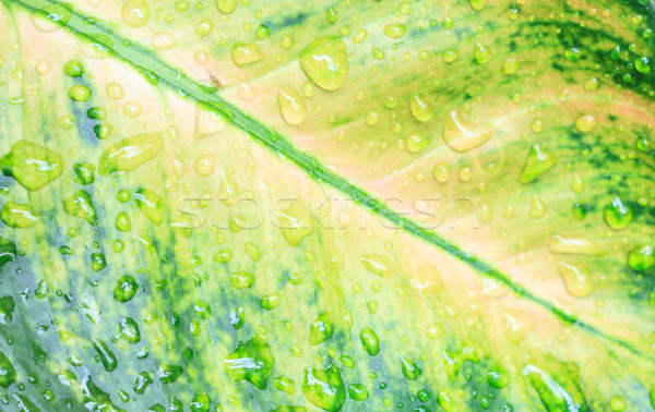 Blad waterdruppels water textuur zomer Stockfoto © Bunwit