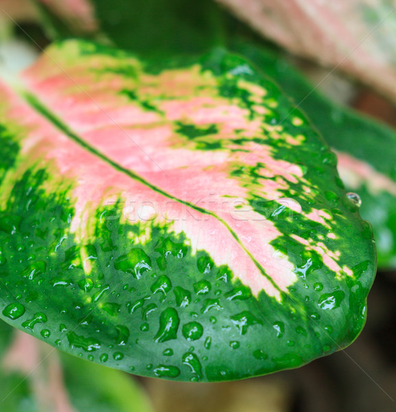 Waterdruppels groen blad water textuur zomer groene Stockfoto © Bunwit