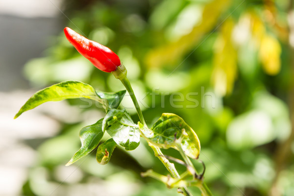 Een Rood chili boom voedsel groene Stockfoto © Bunwit