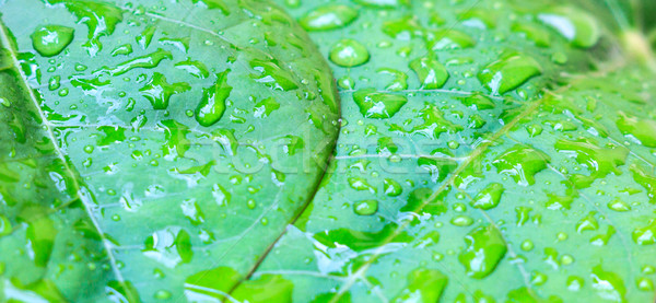 green leaf with water drops close up Stock photo © Bunwit