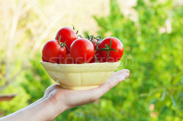 Farmer Showing Organic Tomatoes Stock photo © burtsevserge