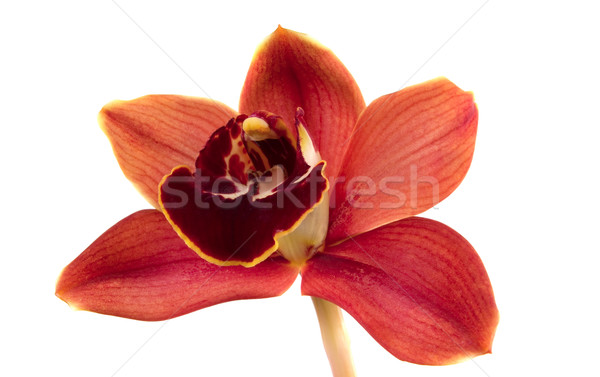 Orquídeas hermosa frescos naturaleza belleza planta Foto stock © BVDC