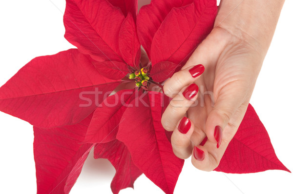 Navidad spa flor belleza rojo vacaciones Foto stock © BVDC