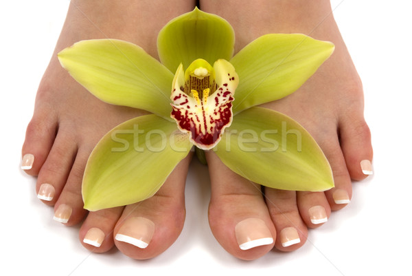 Láb orchidea gyönyörű friss szépség pihen Stock fotó © BVDC