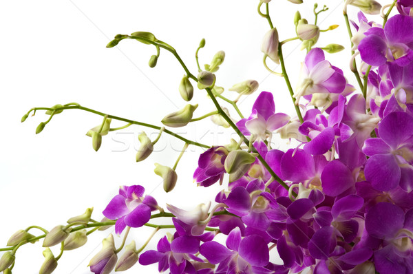 Orchideák gyönyörű virág kert fürdő virágmintás Stock fotó © BVDC