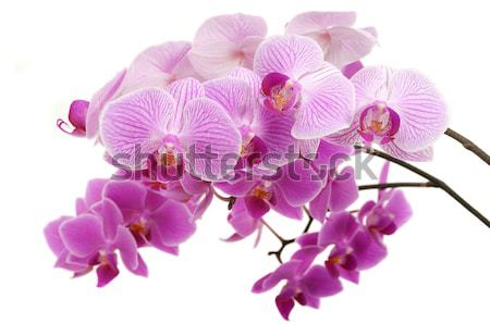 Orhidee exotic floare spa proaspăt Imagine de stoc © BVDC