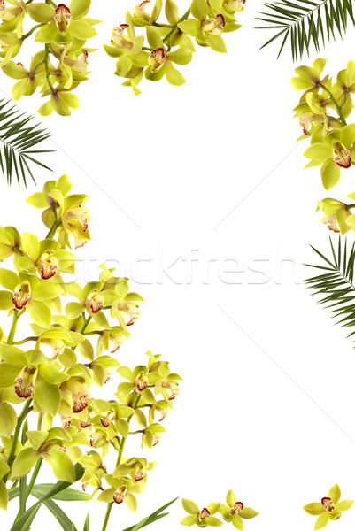 Marco hermosa frescos orquídeas palma naturaleza Foto stock © BVDC