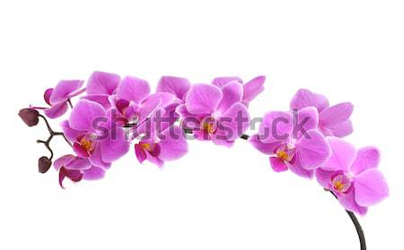 Orchid Stock photo © BVDC