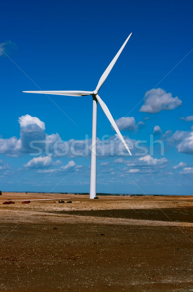 Turbina eolica vacche verde farm potere elettrica Foto d'archivio © BVDC