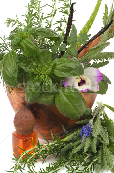 Szárított növénygyűjtemény terápia gyógynövények alternatív aromaterápia masszázsolaj Stock fotó © BVDC
