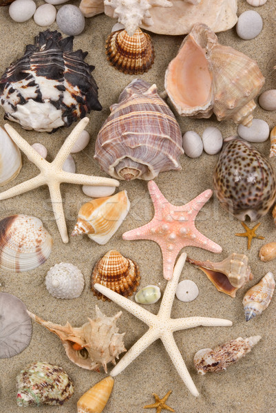 Seashell Background Stock photo © BVDC