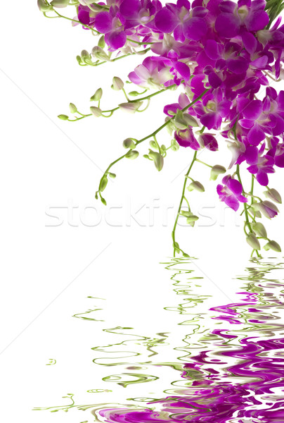 Orhidee buchet proaspăt apă reflecţie flori Imagine de stoc © BVDC