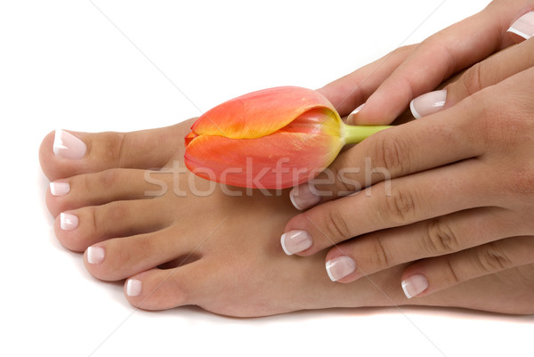 Pedicure manicure stóp strony elegancki tulipan Zdjęcia stock © BVDC