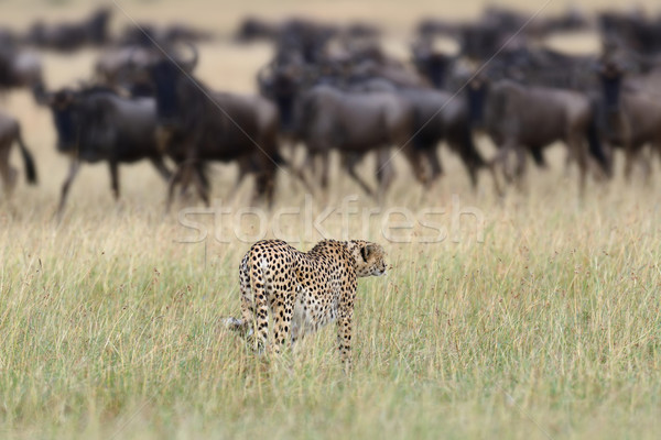 Cheetah wild afrikaanse mooie zoogdier dier Stockfoto © byrdyak
