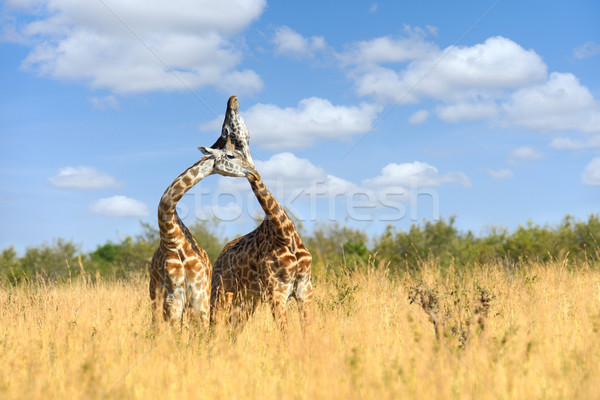 żyrafa parku Kenia Afryki oka twarz Zdjęcia stock © byrdyak