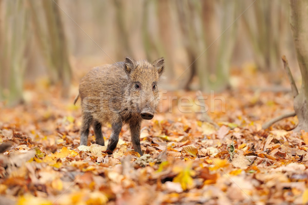 Young wild boar in forest Stock photo © byrdyak