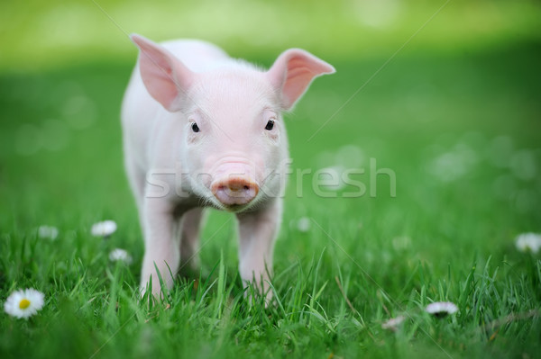 Genç domuz yeşil ot bahar doğa yaz Stok fotoğraf © byrdyak