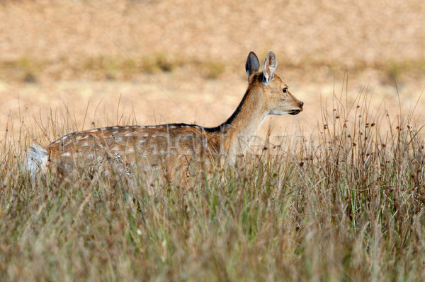 Deer in autumn field Stock photo © byrdyak