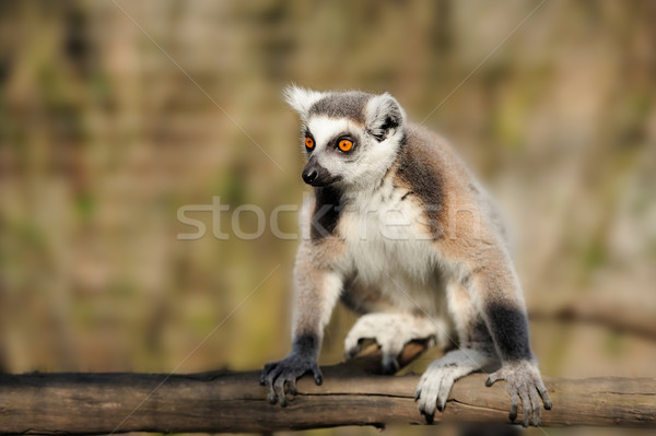 Lemur Stock photo © byrdyak