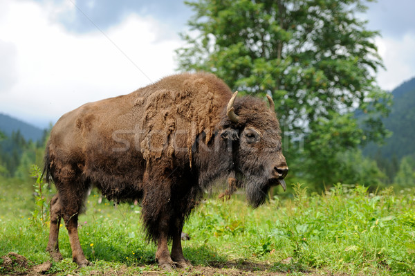 Stockfoto: Bizon · groot · mannelijke · bos · landschap · park