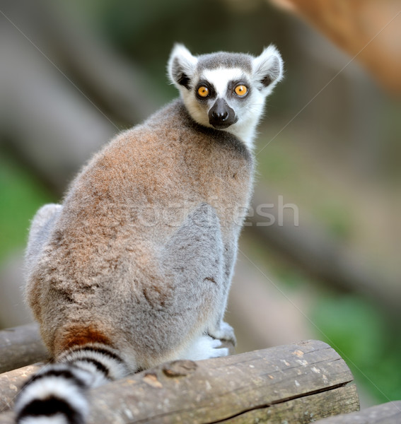 Young ring-tailed lemur Stock photo © byrdyak