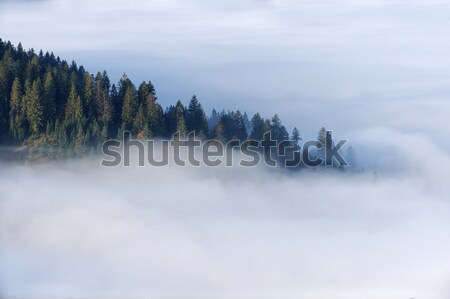 Bos berg helling mystiek najaar boom Stockfoto © byrdyak