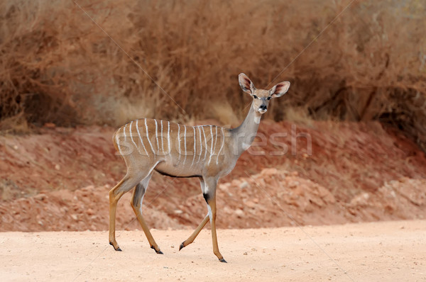 Greater kudu (Tragelaphus strepsiceros) Stock photo © byrdyak