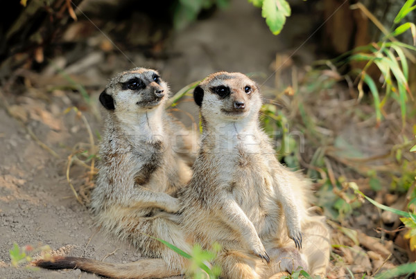 Zwei jungen schauen Benachrichtigung Augen Tier Stock foto © byrdyak