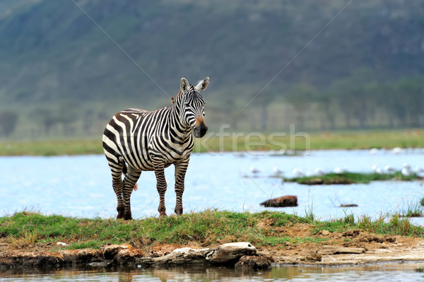 Stock fotó: Zebra · tó · park · Afrika · Kenya · természet