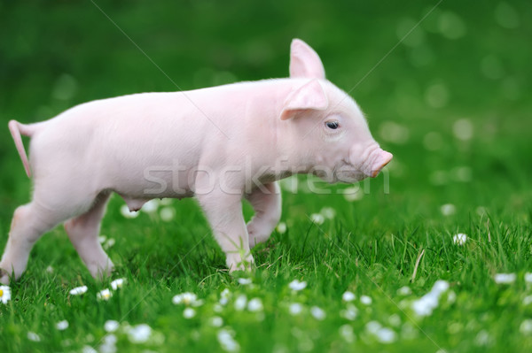 Stockfoto: Jonge · varken · gras · voorjaar · groen · gras · zomer