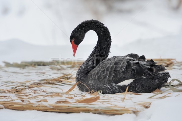 Nero Swan neve occhi faccia natura Foto d'archivio © byrdyak