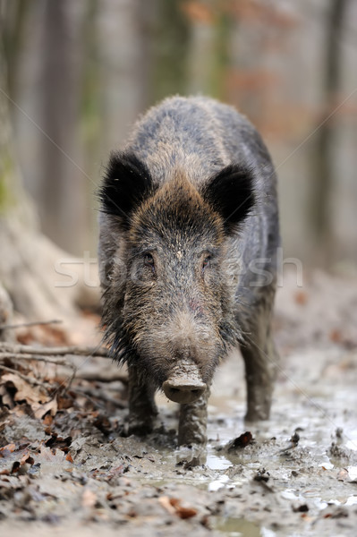 Wild boar Stock photo © byrdyak