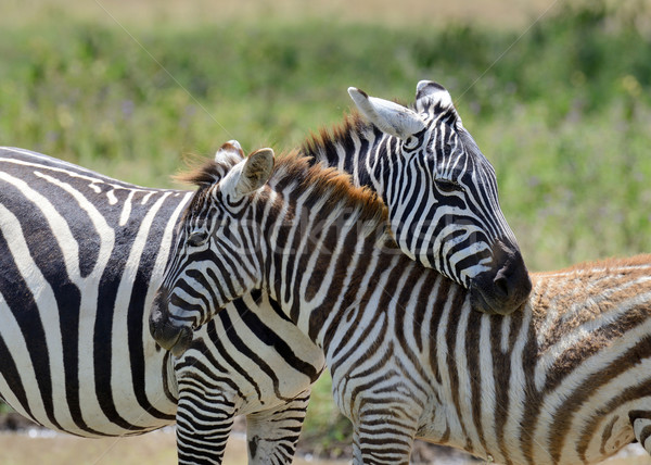 Stock fotó: Zebra · Afrika · park · Kenya · fű · ló